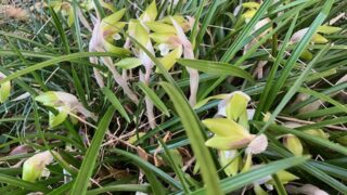 Thumbnail of post image 051