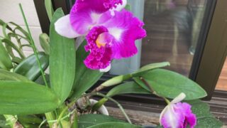 Thumbnail of post image 197